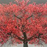 Tableau Arbre Rouge liquide gel 