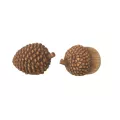 Serie de gland + Pomme de pin