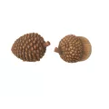 Serie de gland + Pomme de pin