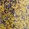 Tableau Arbre Jaune liquide gel 116 x 76