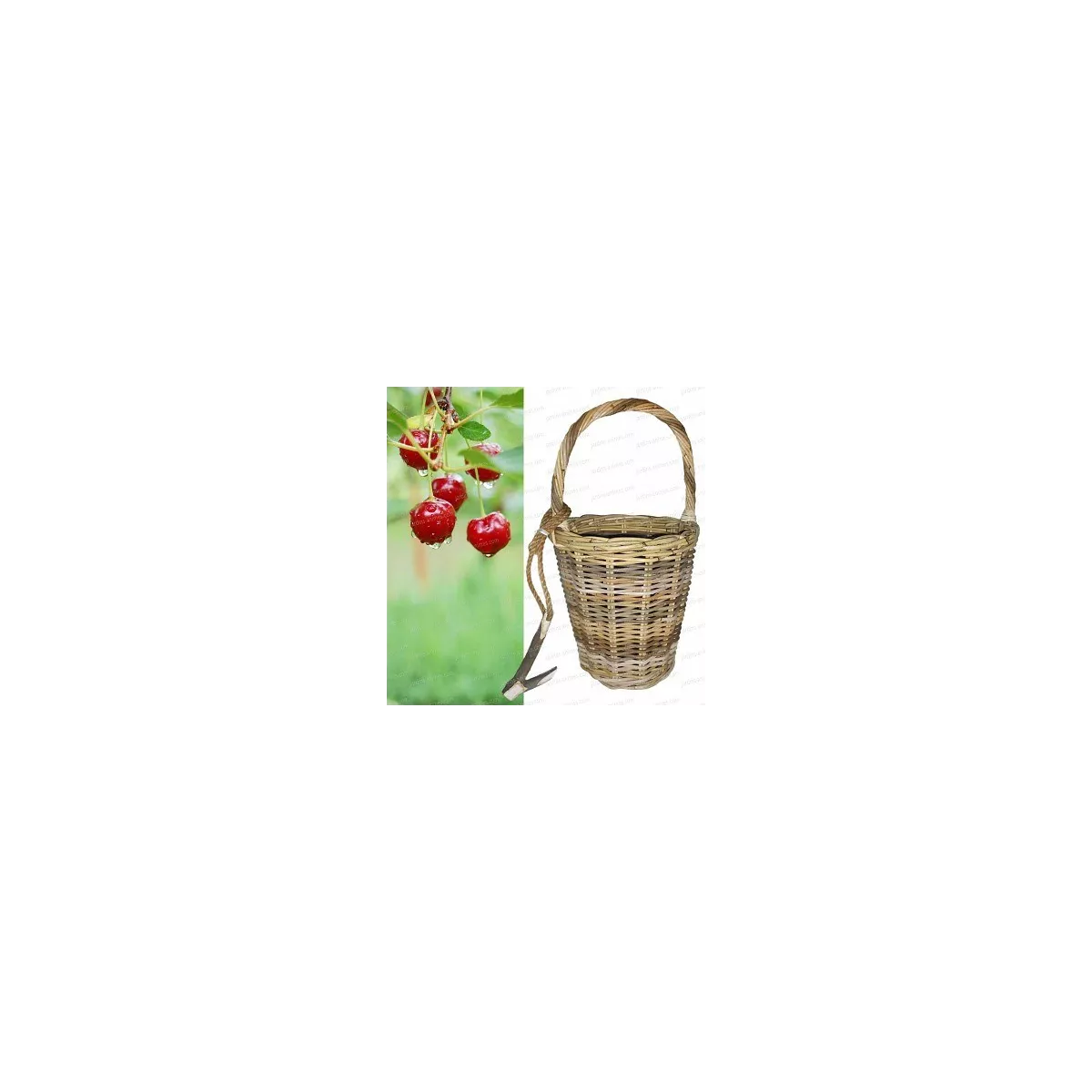 Panier Cueillette