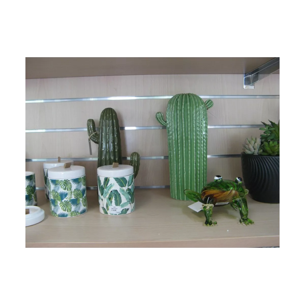 Cactus Cylindrique Vert