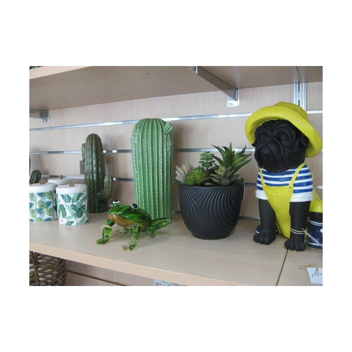 Cactus Cylindrique Vert