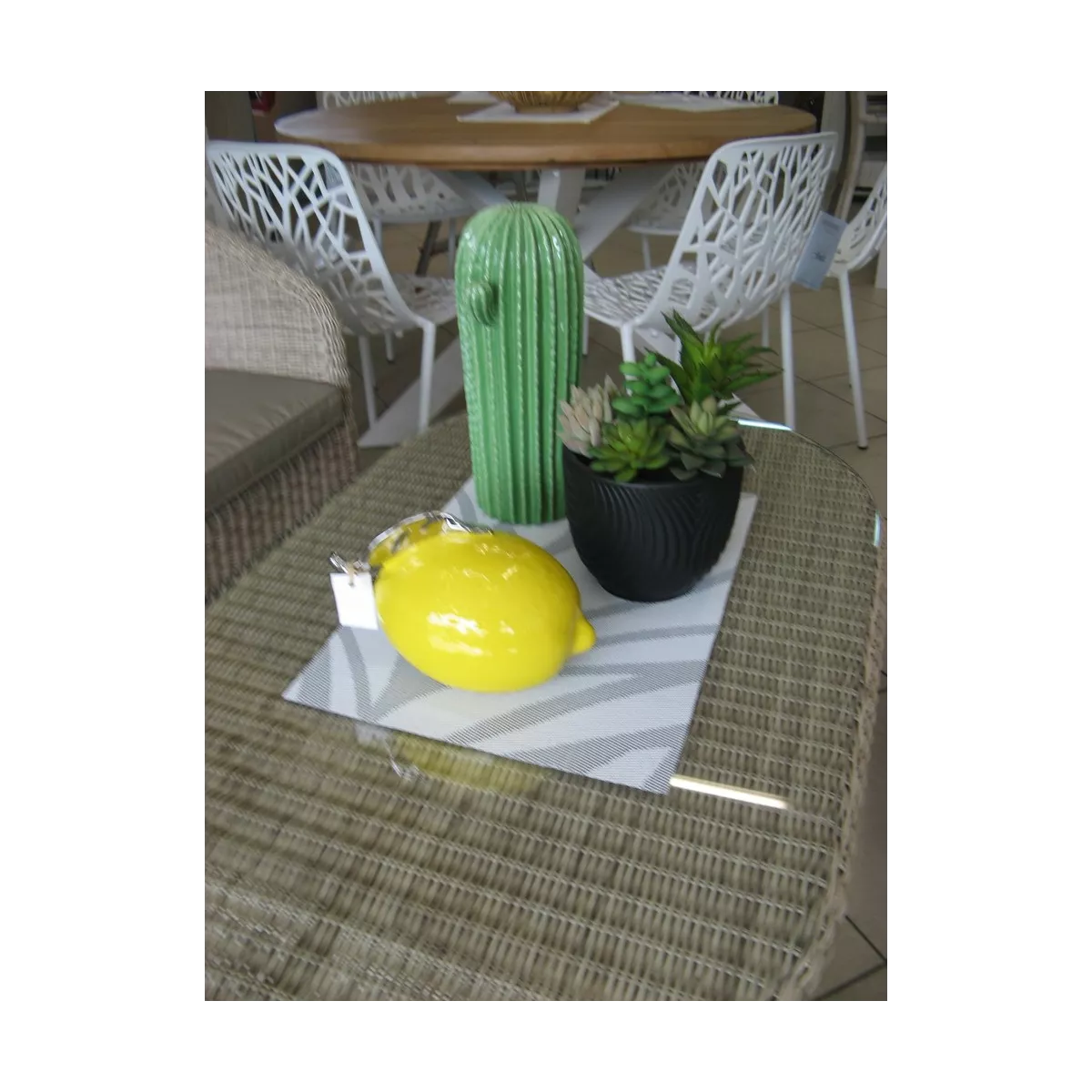 Cactus Cylindrique Vert