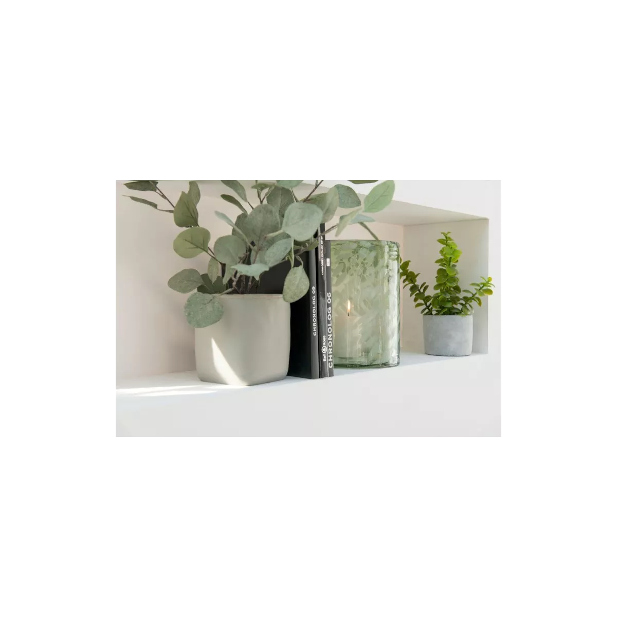 Eucalyptus en pot noir