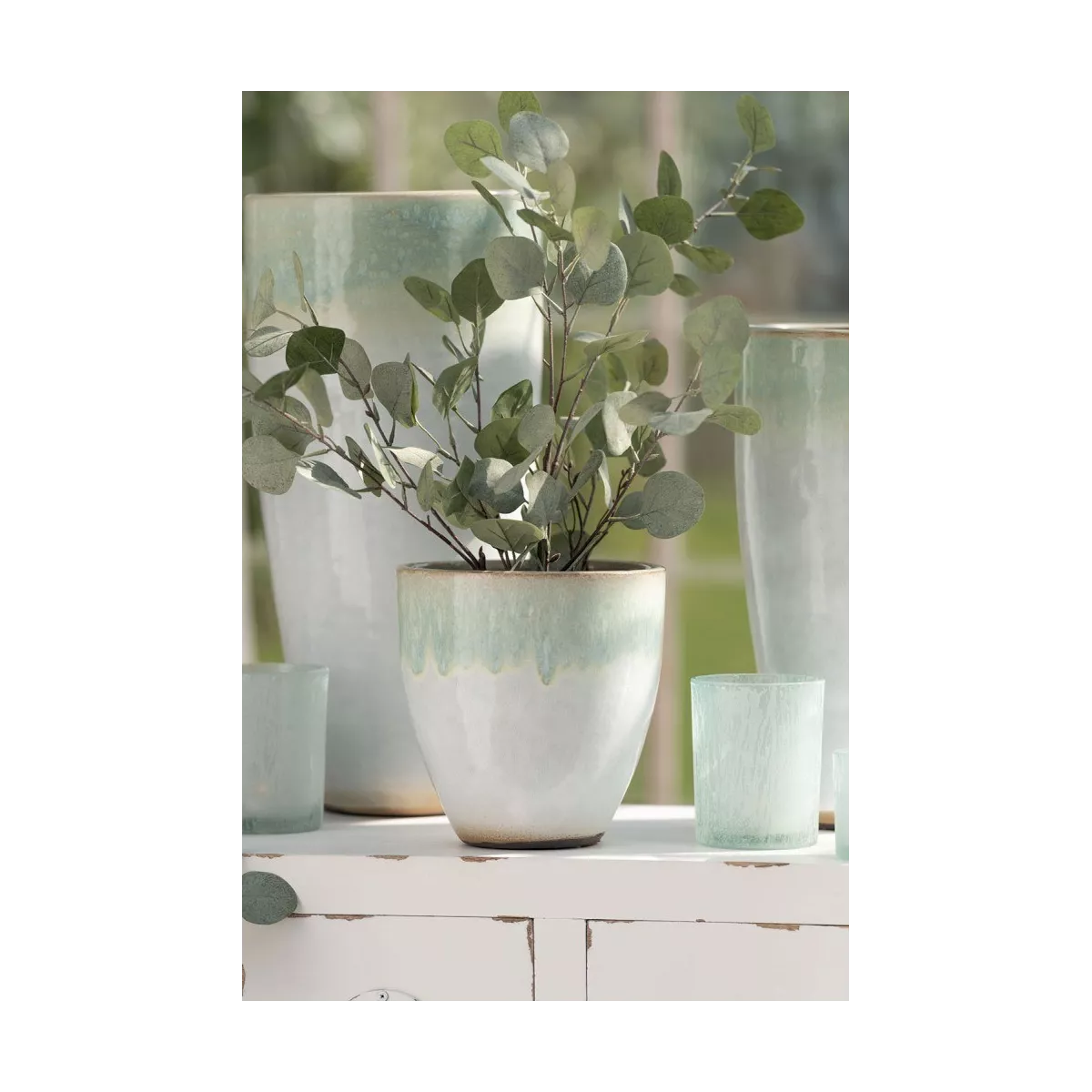 Eucalyptus en pot noir