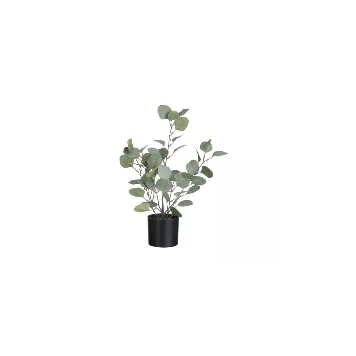 Eucalyptus en pot noir