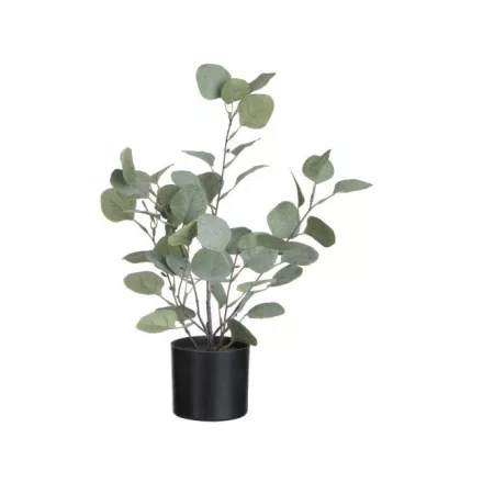 Eucalyptus en pot noir