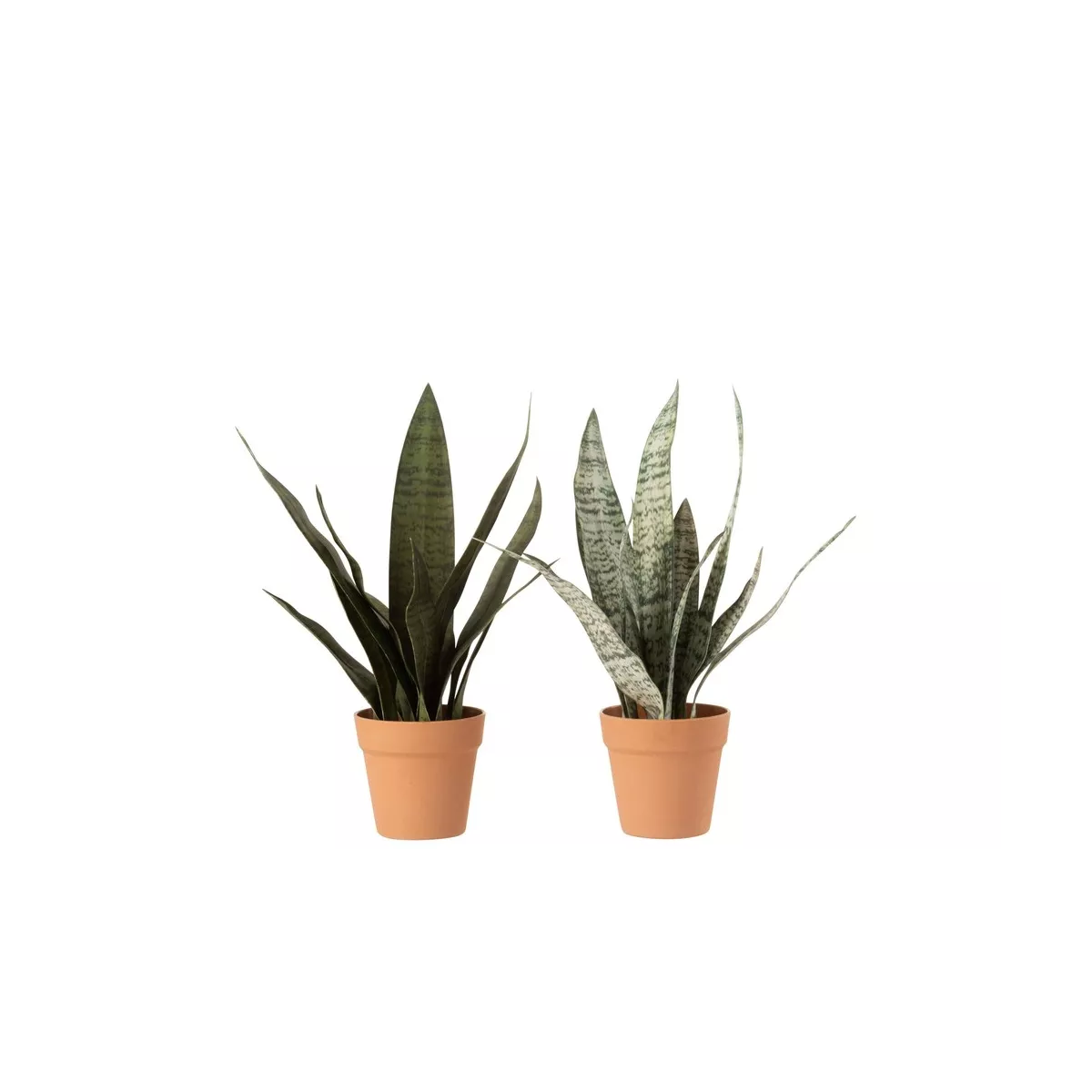 Sanseveria H.50cm
