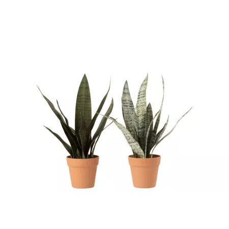 Sanseveria H.50cm
