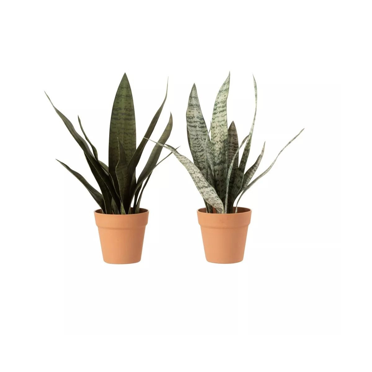 Sanseveria H.50cm