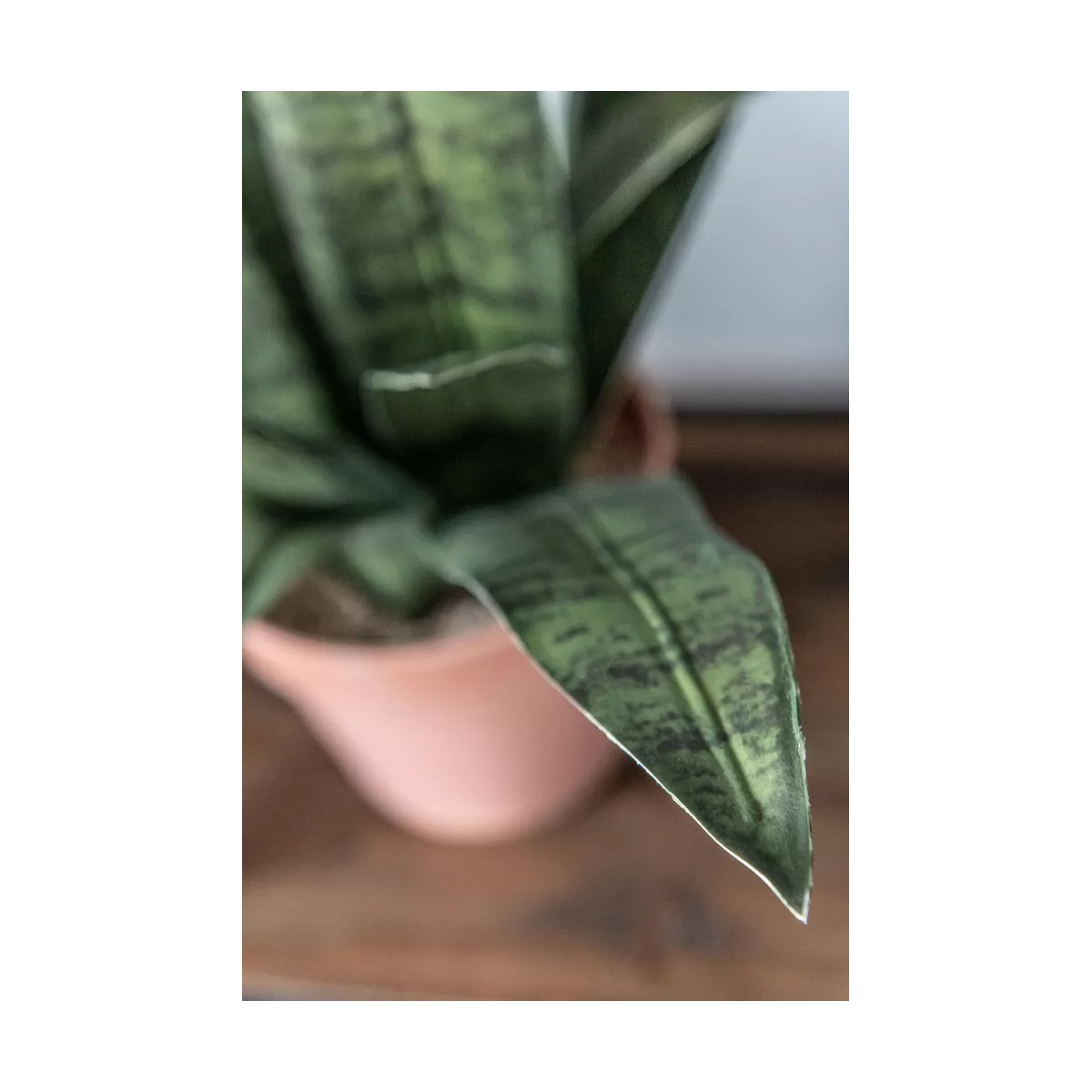 Sanseveria H.50cm