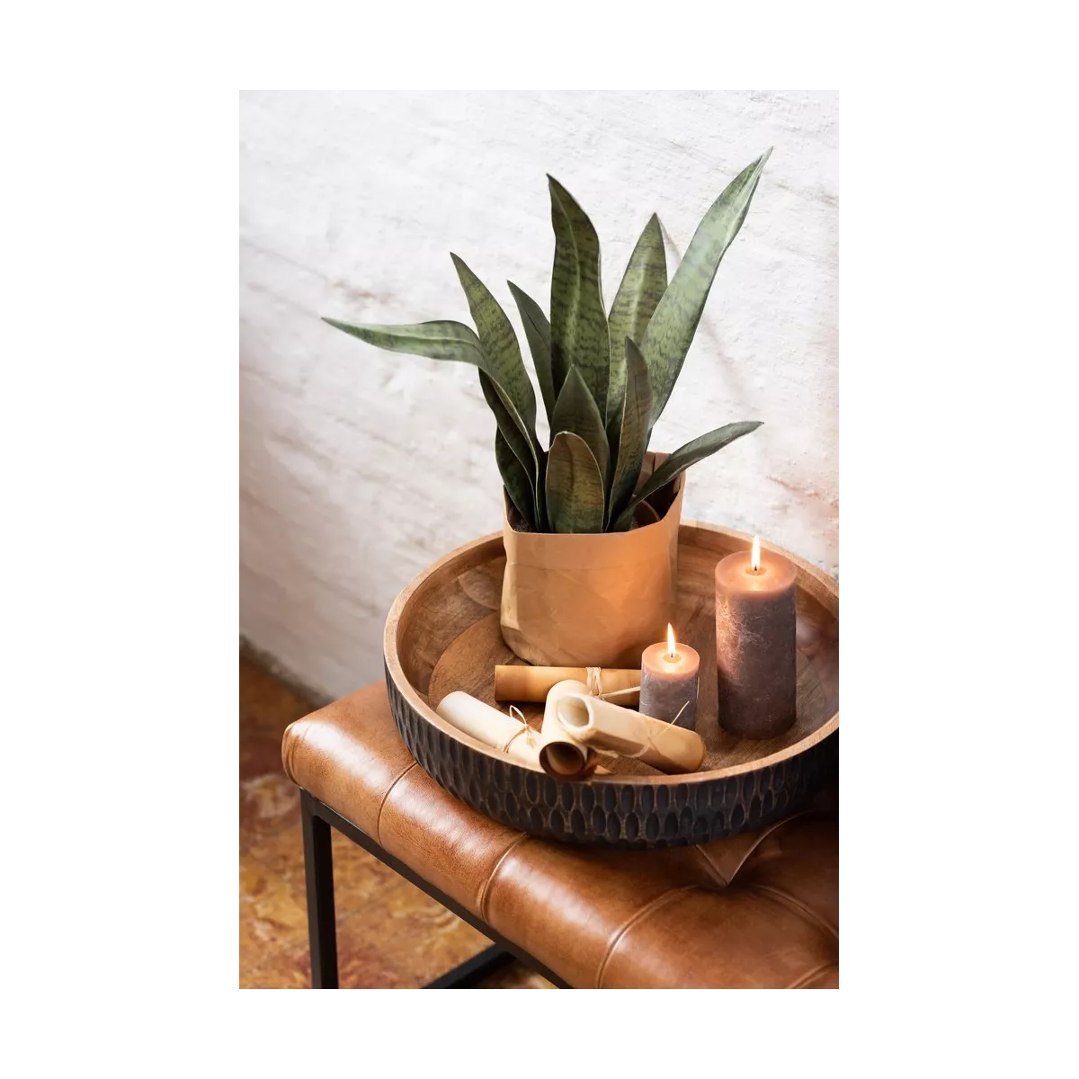 Sanseveria H.50cm