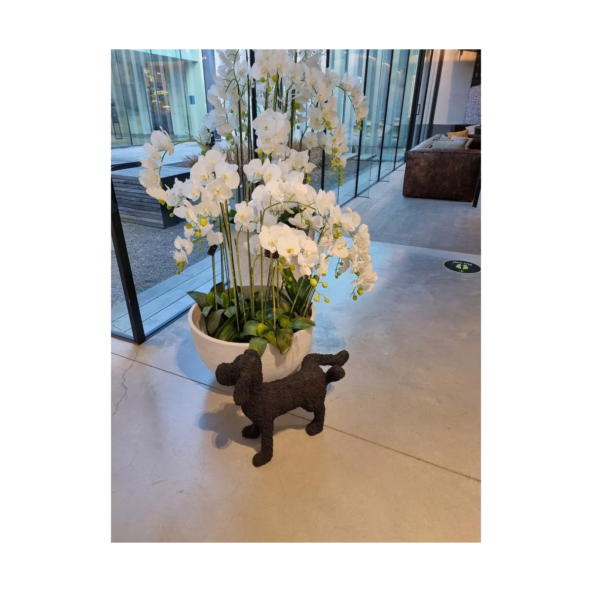 Chien Max H.44 cm